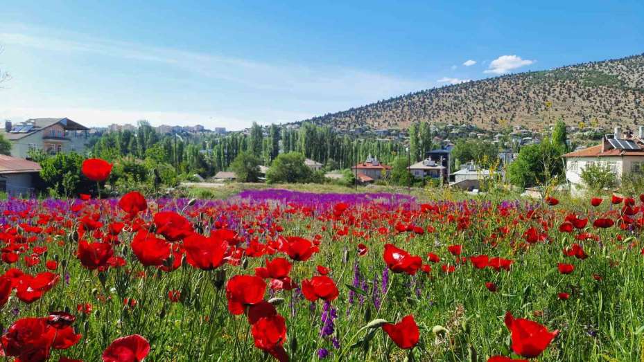 Konya Bozkır’da renk cümbüşü
