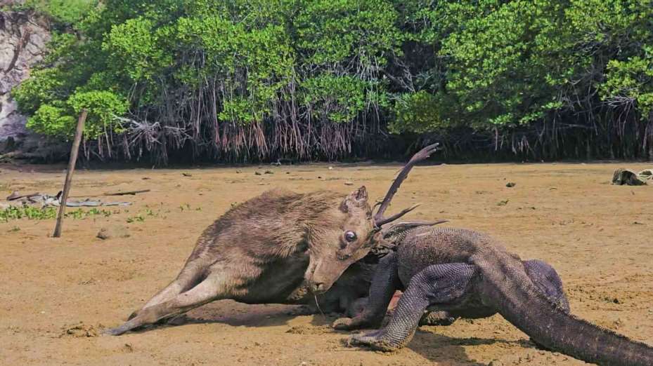 Türk belgesel ekibi komodo ejderinin saldırısında kolu ampute olan çocuğun tedavisini üstlenmek istiyor