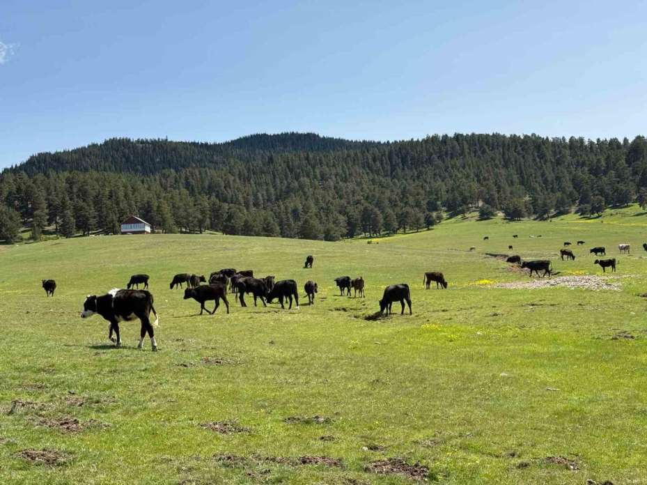 Havaların ısınmasıyla Benli Yaylası’na göç başladı