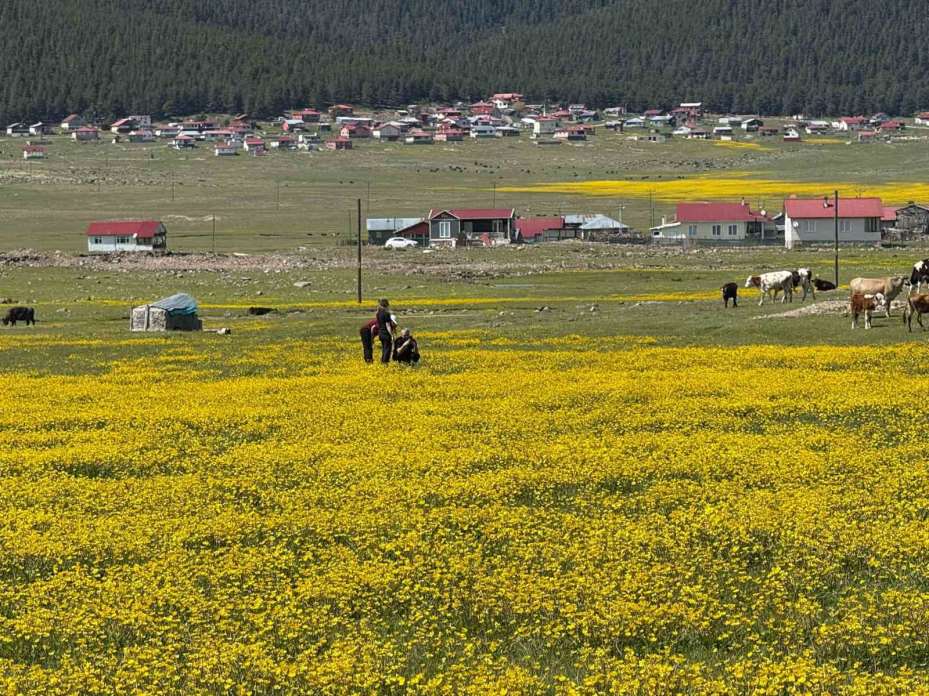 Havaların ısınmasıyla Benli Yaylası’na göç başladı