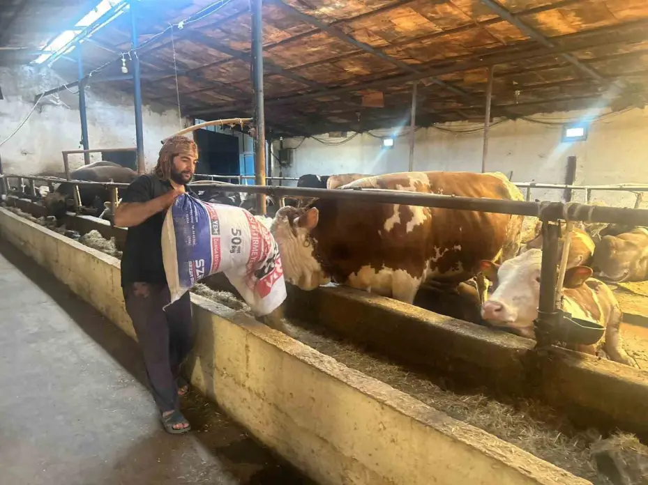 Bayrama sayılı günler kala bazı üreticide kurbanlık hayvanlar tükendi