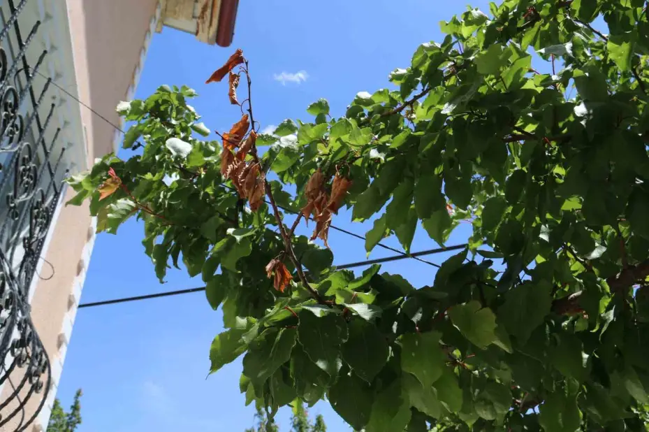 Don sonrası 15 bin ağaç tek bir kayısı vermedi