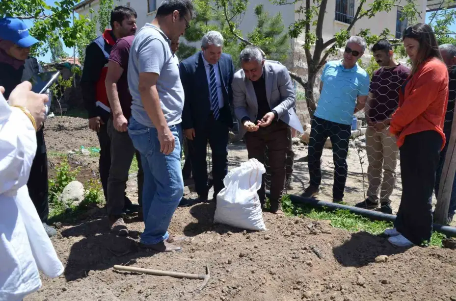 Niğde’de üreticilere 33 bin adet salep yumrusu dağıtıldı