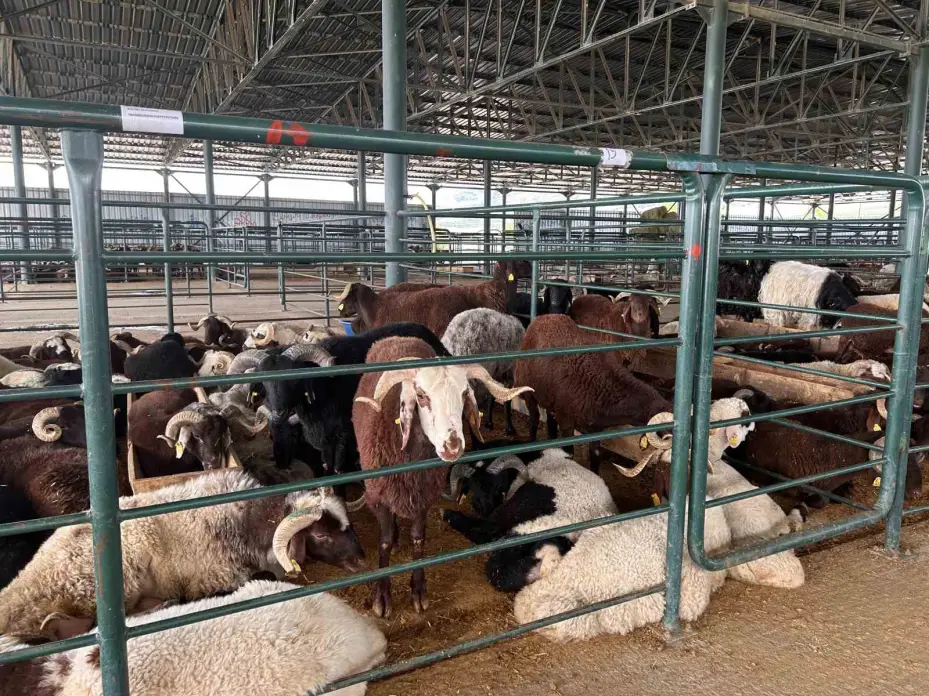 Bayrama sayılı günler kala kurban pazarında satışlar beklenenin altında kaldı