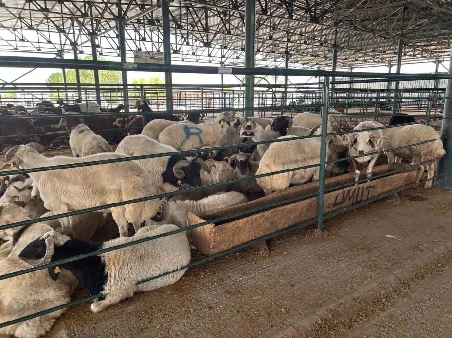 Bayrama sayılı günler kala kurban pazarında satışlar beklenenin altında kaldı