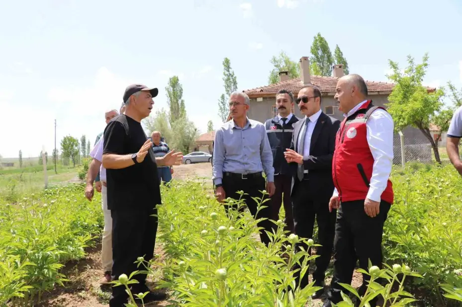 Kuraklığa direnen güzelliğin ilk hasadına başlandı