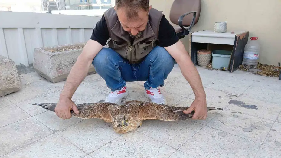 Niğde’de bitkin halde bulunan kızıl şahin koruma altına alındı