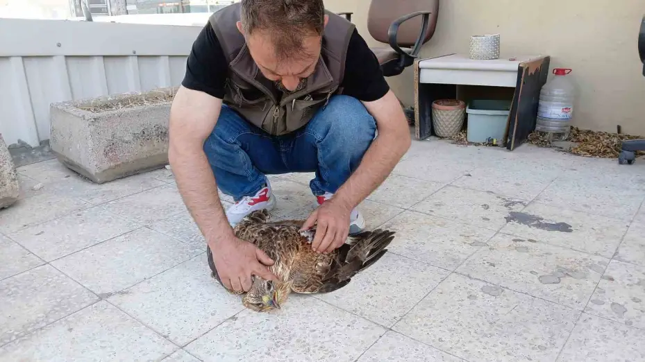 Niğde’de bitkin halde bulunan kızıl şahin koruma altına alındı