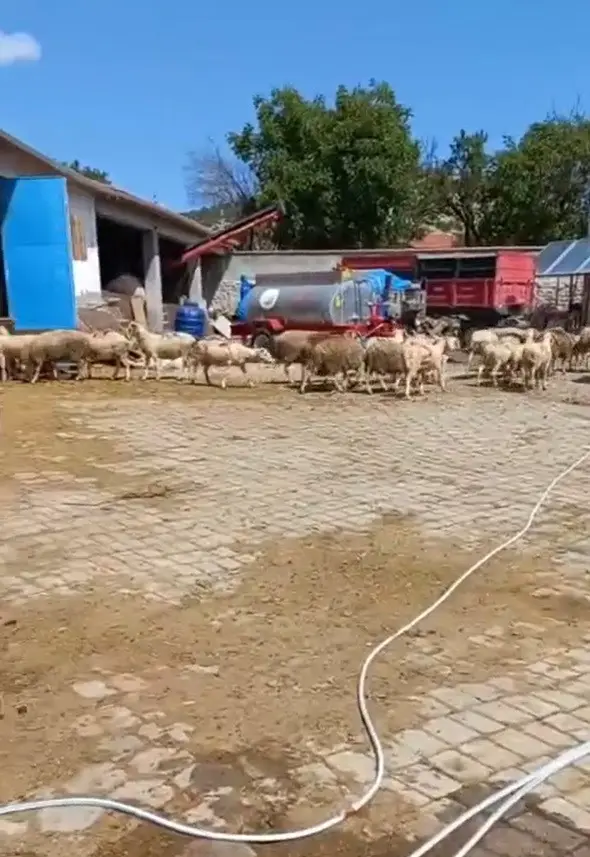 Farelerin kemirdiği kablodan çıkan yangın ahırı kül etti: 30 koyun son anda kurtarıldı