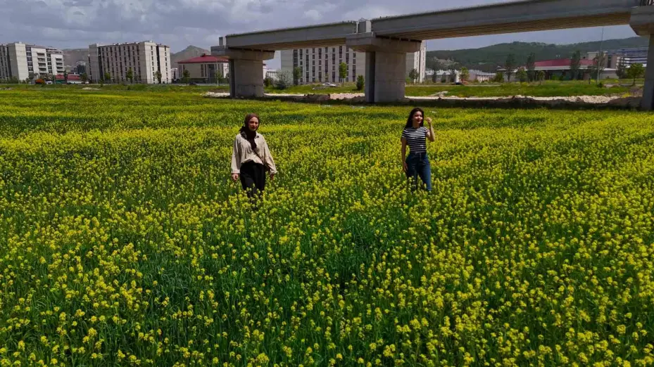 Çiçek tarlaları bozkırı sarıya boyadı
