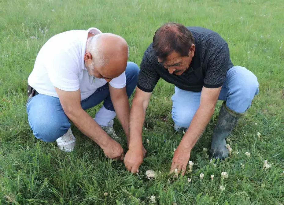 Bedava protein, doğadan elleriyle tek tek topluyorlar