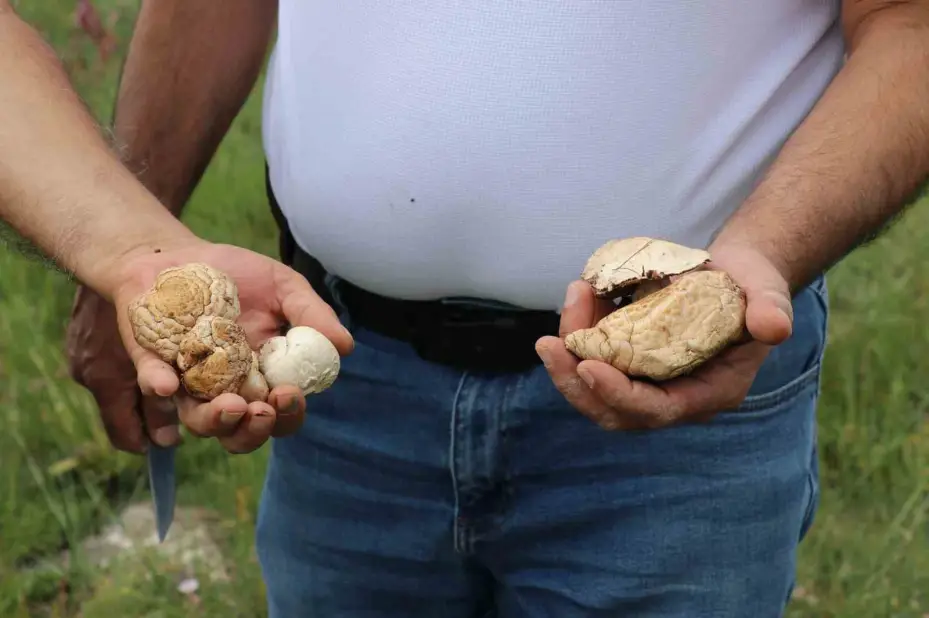Bedava protein, doğadan elleriyle tek tek topluyorlar