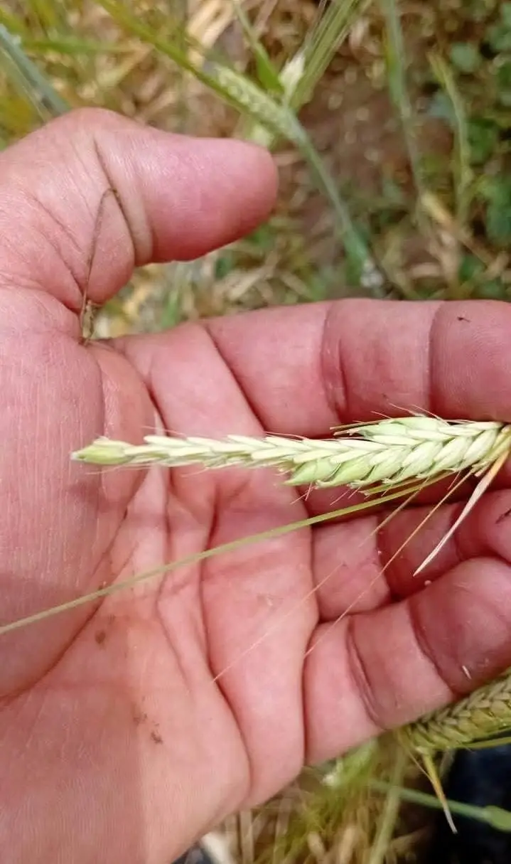 Yozgat’ta şiddetli yağış sele neden oldu