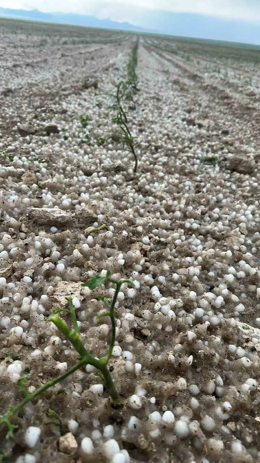 Aksaray’da sağanak ve dolu tarım arazilerini vurdu