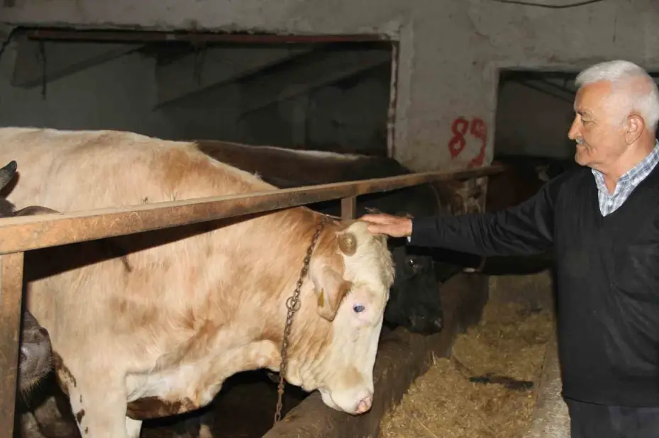 Başkentliler kurbanlık alımında fiyatların daha düşük olduğu Çankırı’yı tercih ediyor