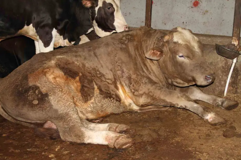 Başkentliler kurbanlık alımında fiyatların daha düşük olduğu Çankırı’yı tercih ediyor