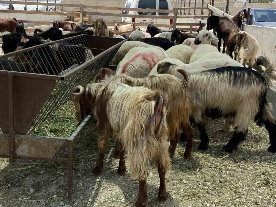 Konya’da kurban satıcıları yarını bekliyor