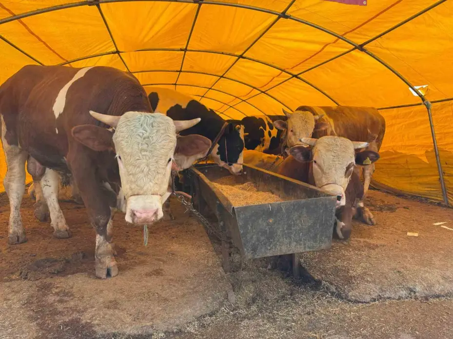 TVHB Merkez Konseyi Başkanı Eroğlu, kurban pazarında veteriner hekimlerin uğradığı şiddete dikkat çekti