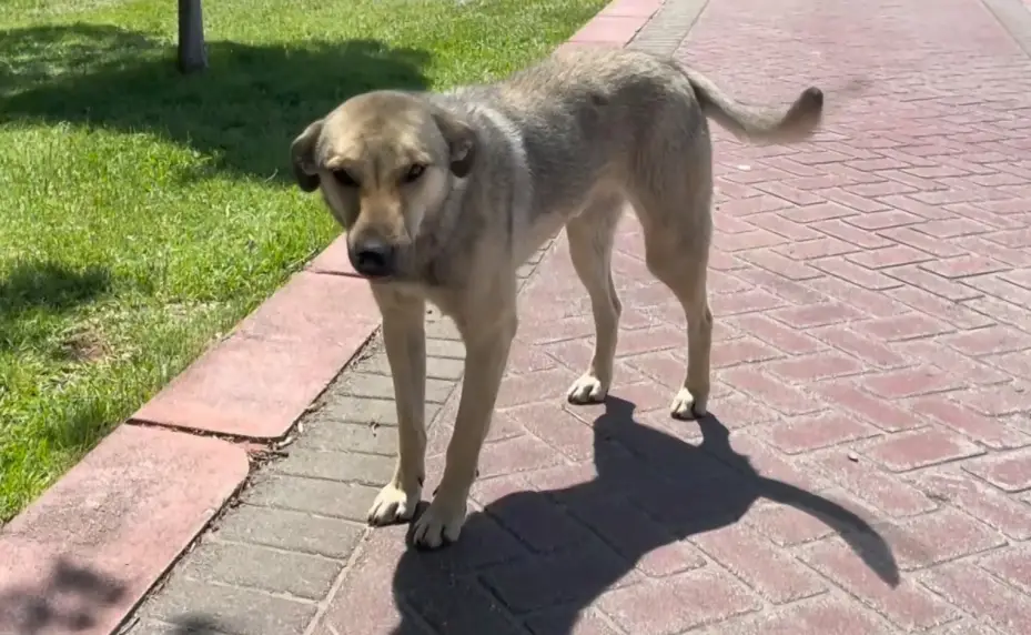 Yaklaşık 4 milyon sahipsiz köpek var, alacak barınak yok