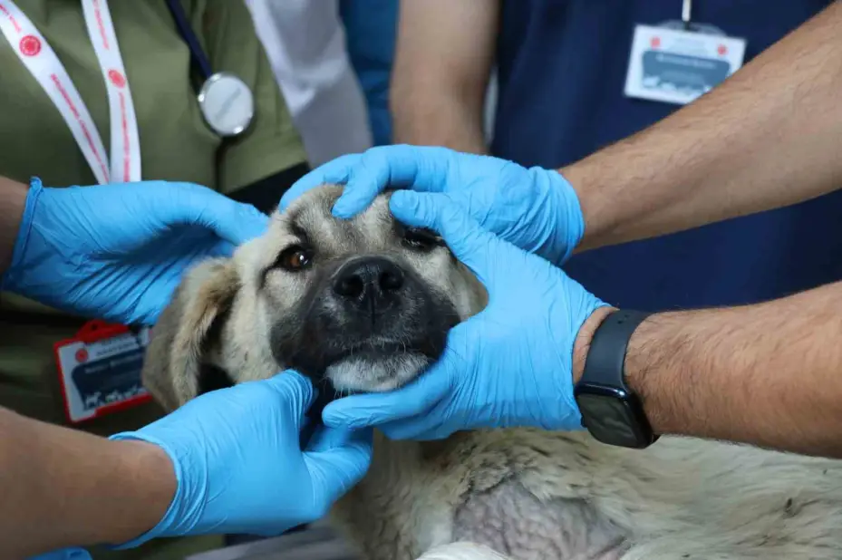 Üniversite desteğiyle en az 200 sokak köpeği kısırlaştırıldı