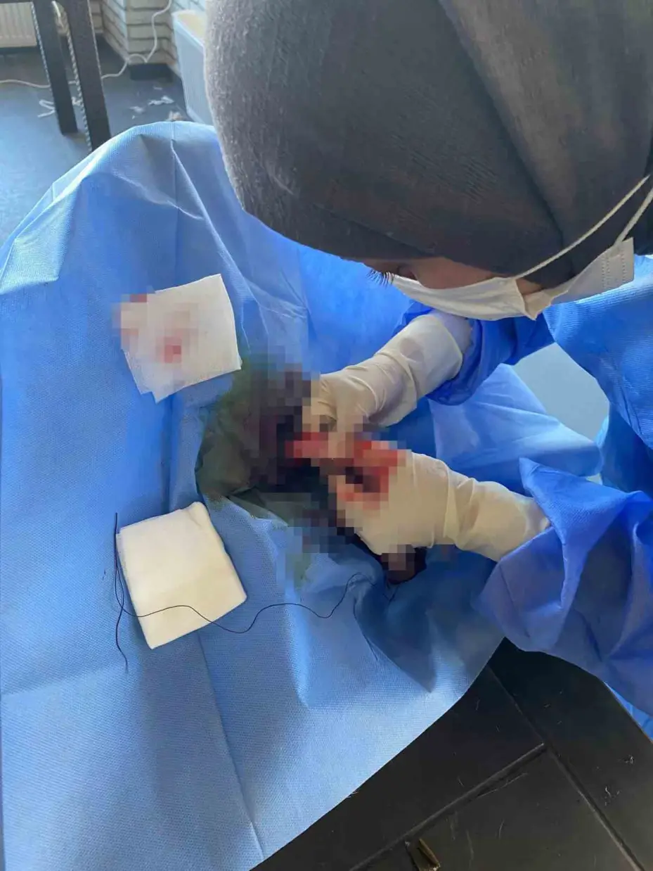 Üniversite desteğiyle en az 200 sokak köpeği kısırlaştırıldı