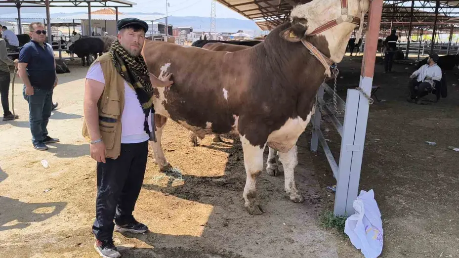 Kırşehir hayvan pazarında 1 tonluk inek 240 bin TL’ye satıldı