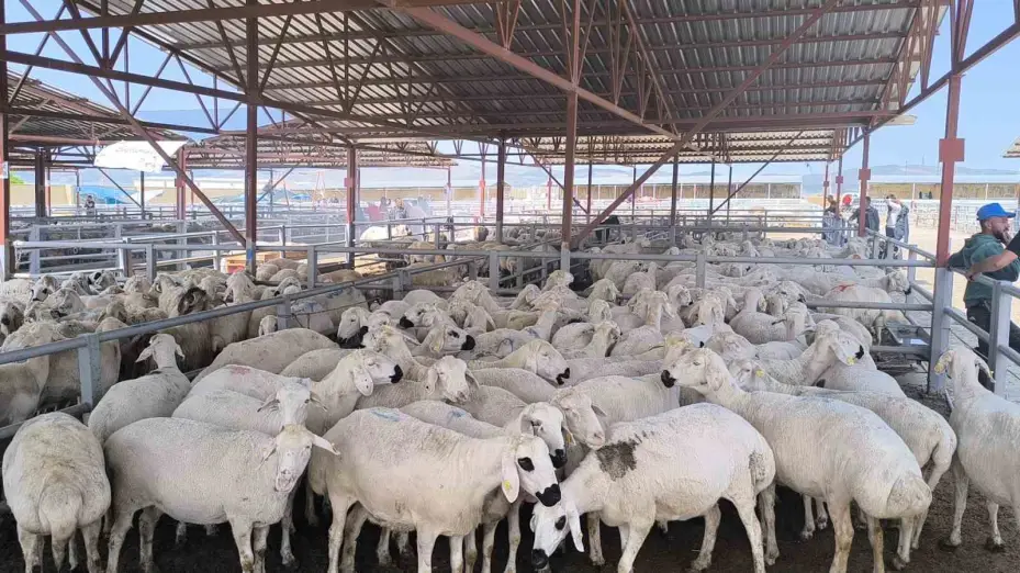 Kırşehir hayvan pazarında 1 tonluk inek 240 bin TL’ye satıldı