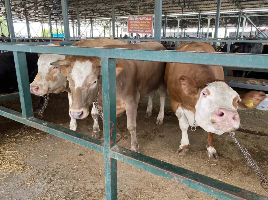 Eskişehir Hayvan Pazarı’nın 750 kiloluk düveleri