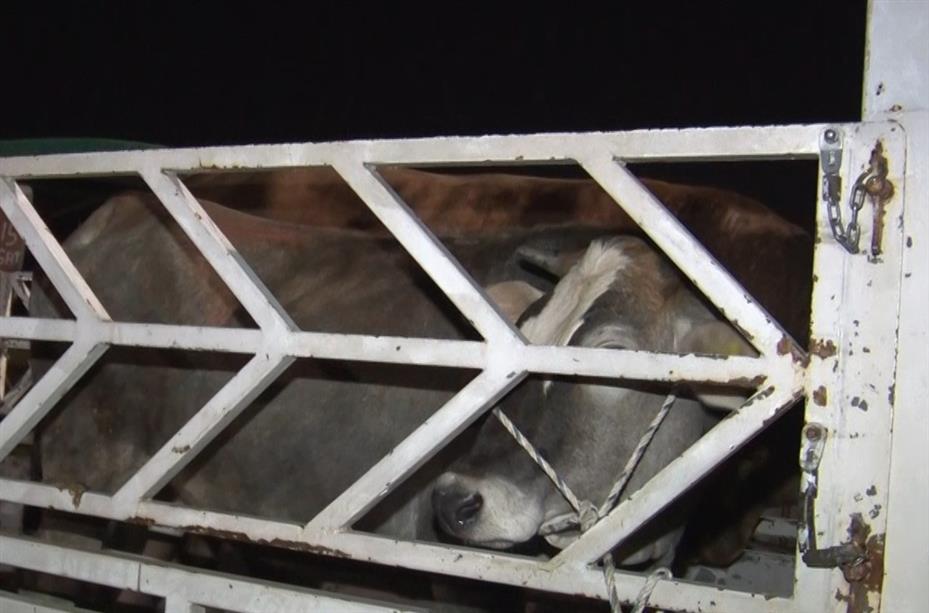 Ankara’da kurban pazarında gece mesaisi