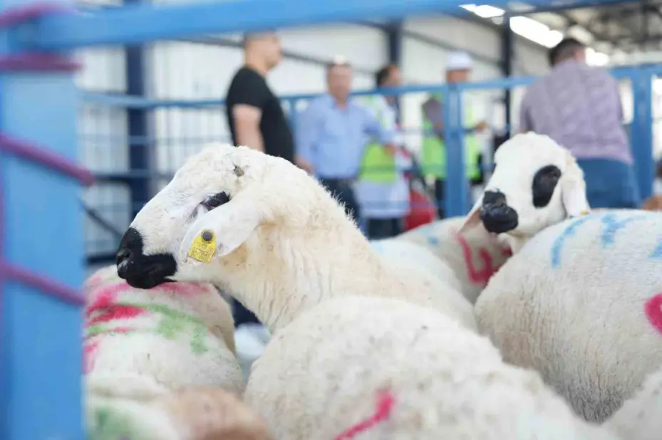 Büyükşehir Hayvan Pazarı’nda ilk defa kesim hizmeti sunuldu