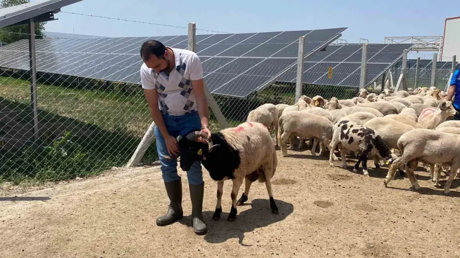 Cumhurbaşkanı Erdoğan’ın TDV’ye vekalet verdiği kurban Konya’da kesildi