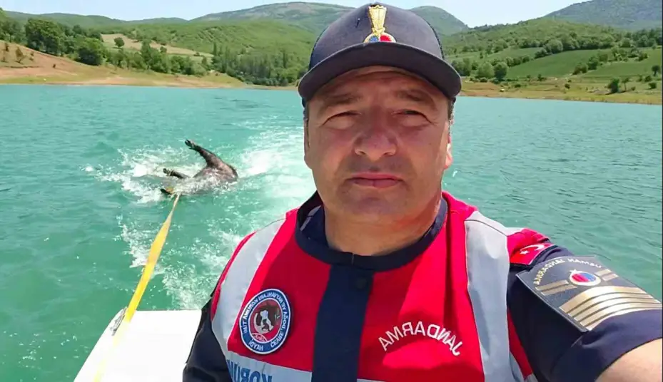 Pelitli Barajı’nda ölü domuz buldu