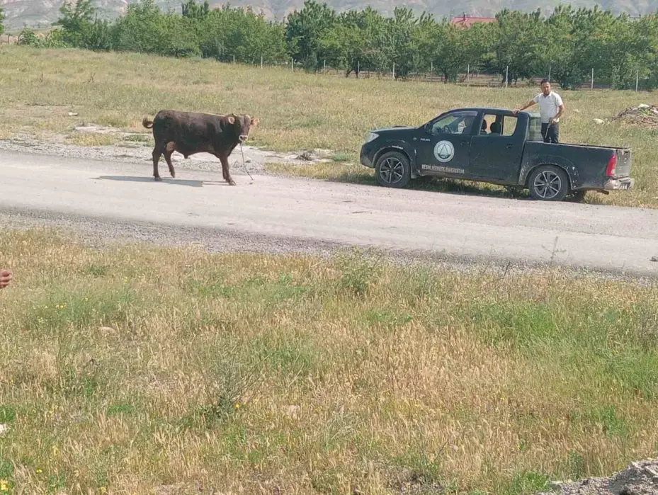 Kesimden kaçan tosun, uyuşturucu iğneyle sakinleştirildi