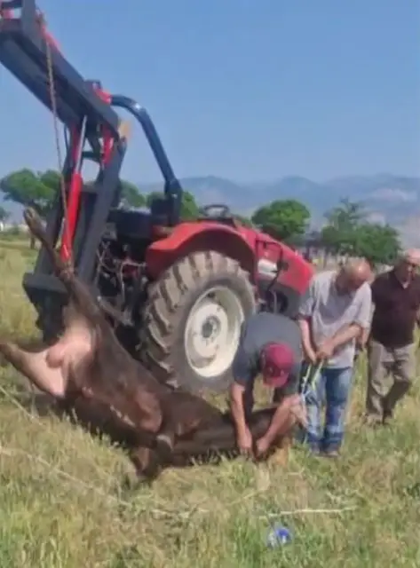 Kesimden kaçan tosun, uyuşturucu iğneyle sakinleştirildi