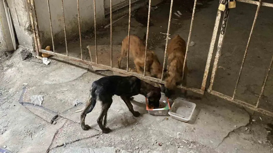 Yaklaşık 2 haftadır depoda mahsur kalan 6 köpek kurtarıldı