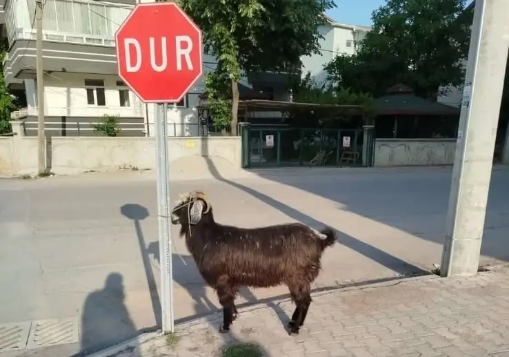 Konya’da firari keçiler ekipler tarafından bulundu