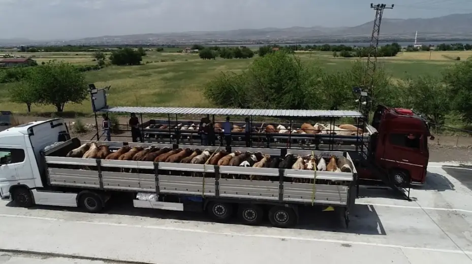 Bakan Yumaklı: "Hayvanlarını satmak için kurban pazarlarına sevk edemeyen üreticilerimizin, ellerindeki kurbanlıkları Et ve Süt Kurumu olarak biz alacağız"