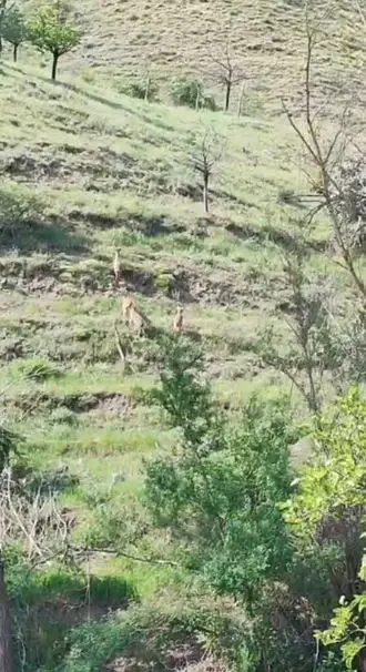 Çiftçinin yaban keçileri ile diyaloğu yüzleri gülümsetti