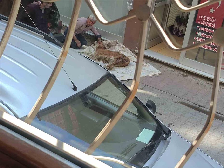 Hasta buzağısına bebek gibi sarıldı, başucunda gözyaşı dökerek bekledi