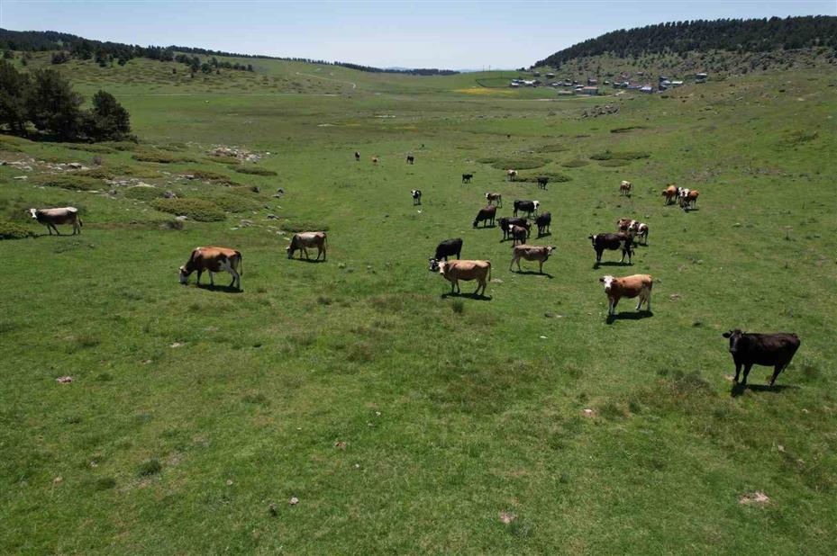 Başkentliler bayramın tadını Kızılcahamam yaylalarında çıkardı