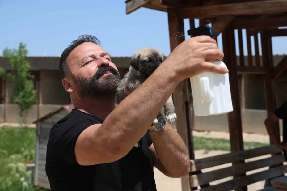 Bölgenin kabusu olan kenelerden korunmak için doğal karışım hazırladı