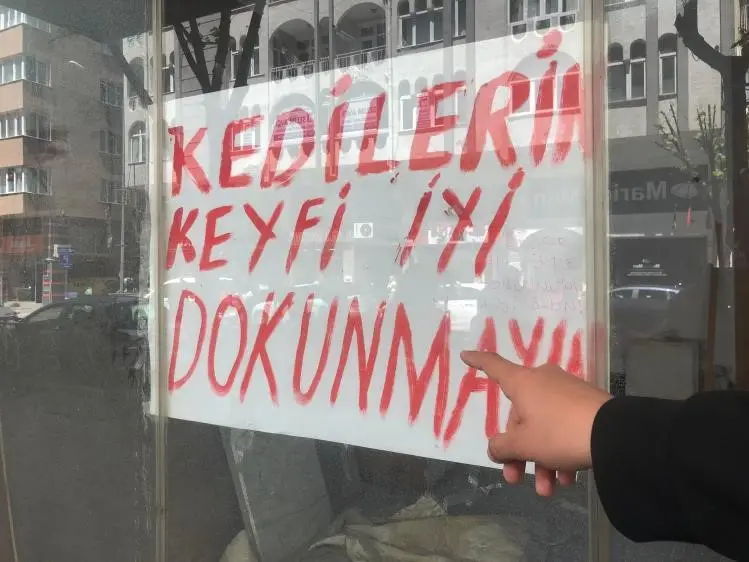 Boş dükkanda bulunan kediler ilginç bir tartışmaya yol açtı