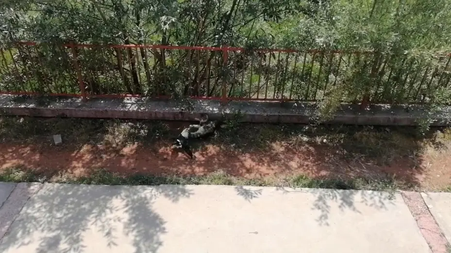 Karganın tehlikeli oyunu, çizgi film sahnelerini aratmadı