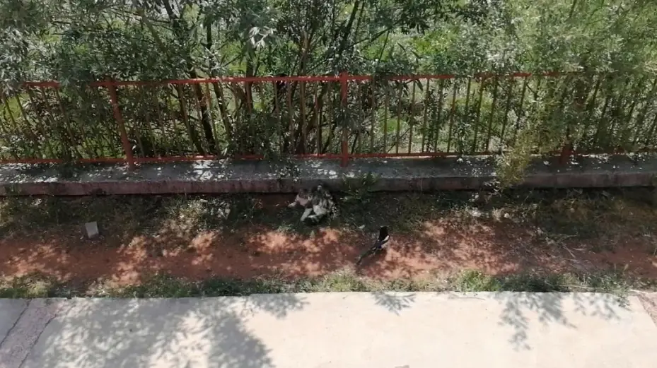 Karganın tehlikeli oyunu, çizgi film sahnelerini aratmadı