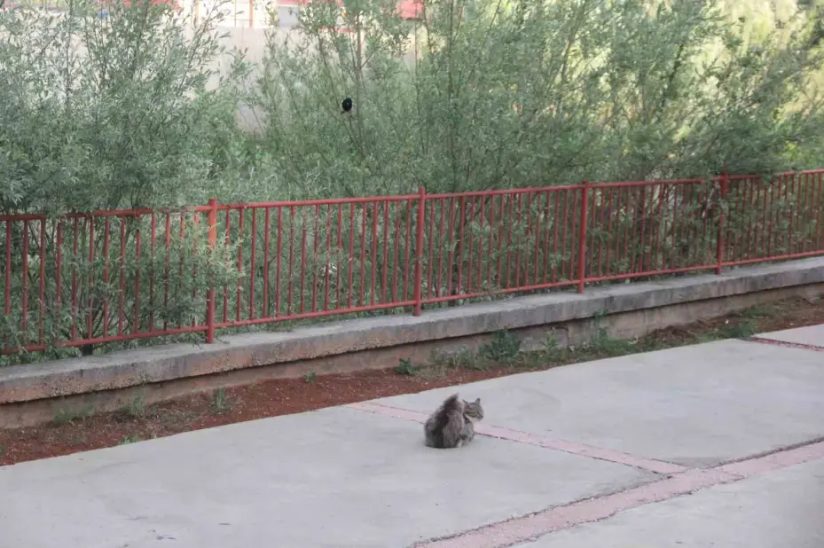 Karganın tehlikeli oyunu, çizgi film sahnelerini aratmadı