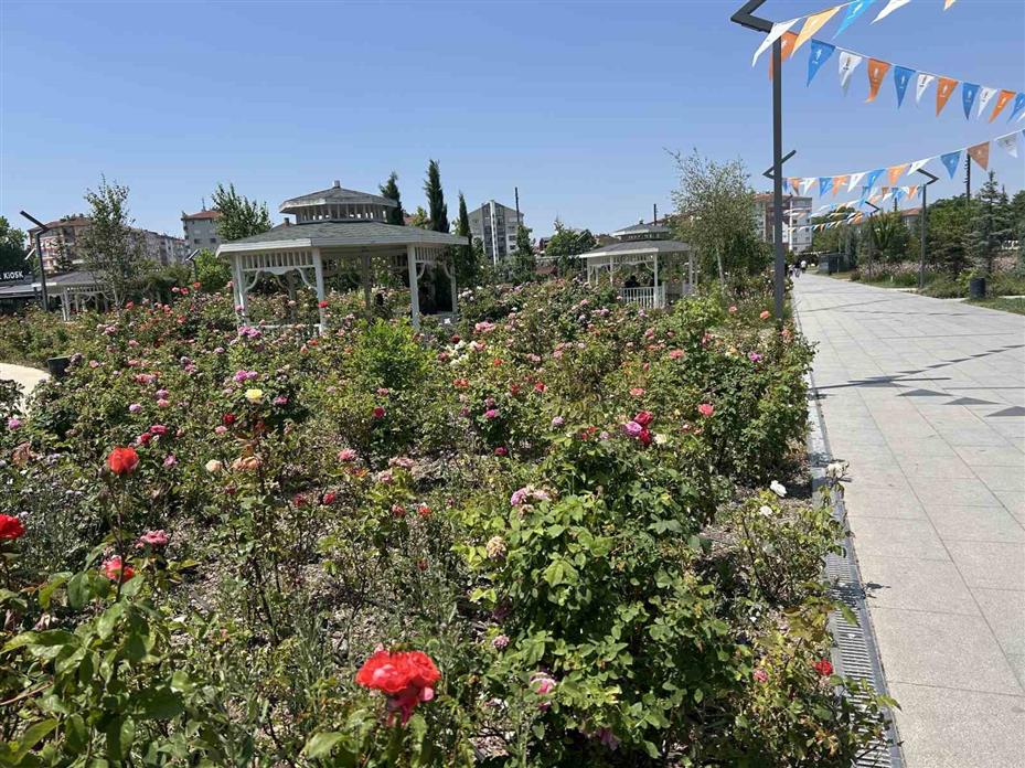 Millet Bahçesini güller sardı