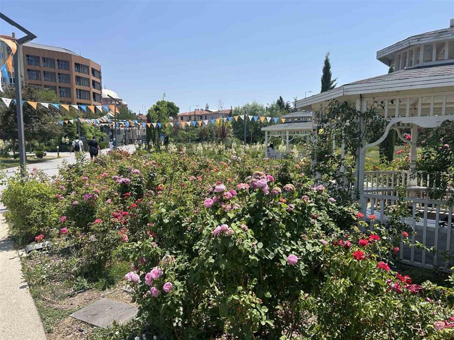 Millet Bahçesini güller sardı