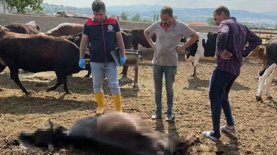 Kırıkkale’de yıldırım düşmesi sonucu 6 büyükbaş hayvan telef oldu