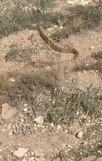 Hayvanlarını otlatırken fark etti, o anları kaydetti