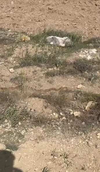 Hayvanlarını otlatırken fark etti, o anları kaydetti